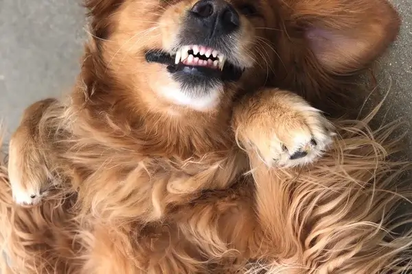 Getting the good belly rubs