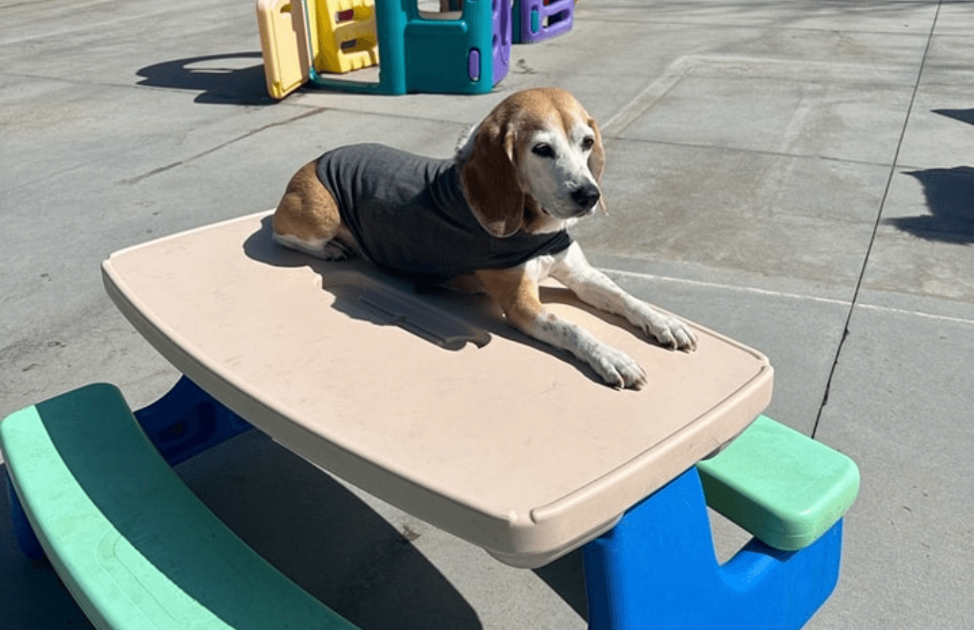 Fitchburg, WI 53719 Veterinary Services Waggin' Tails Doggie Dude