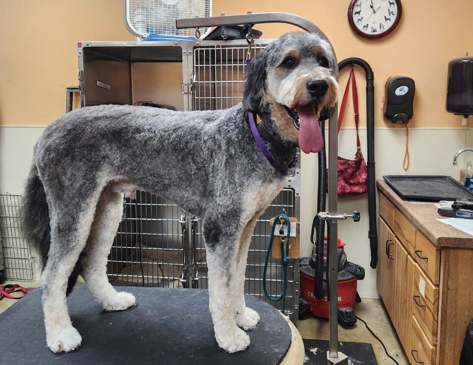 dog in grooming room